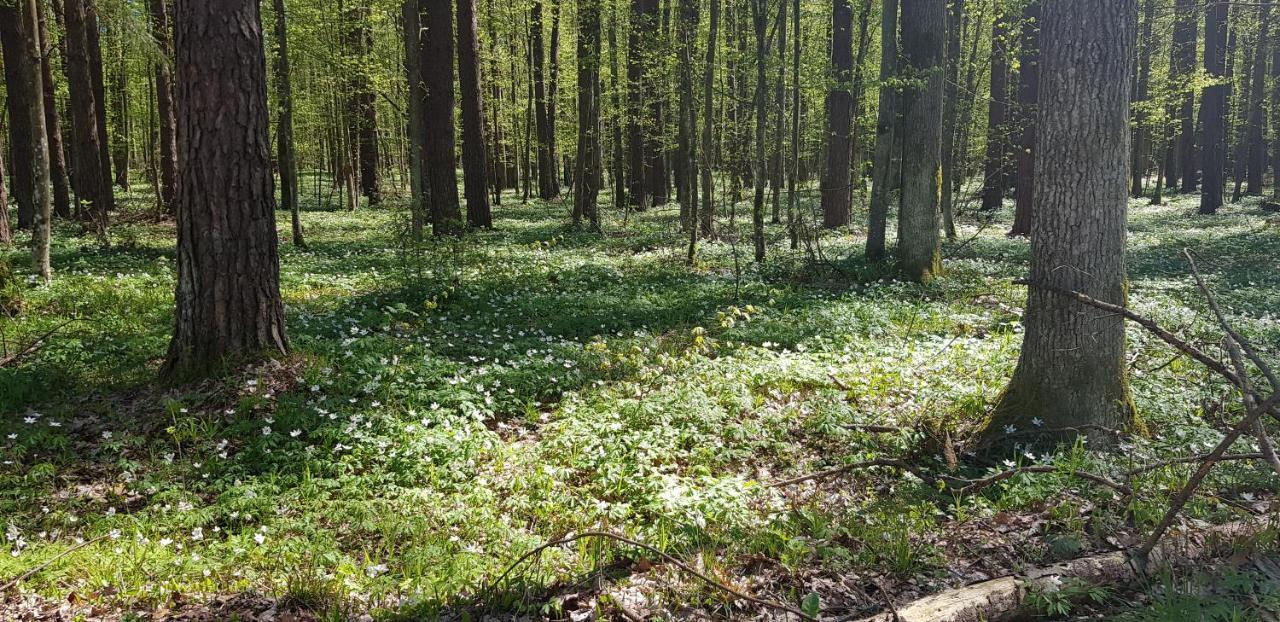 Zdalnie Z Lasu - Siedlisko W Puszczy Bialowieskiej Narewka Exterior photo